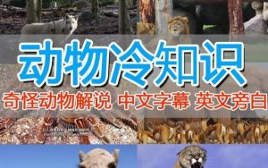 外面卖1699的国外纪录片解说(动物解说、美食、动画片)稳过中视频-八爪鱼资源库